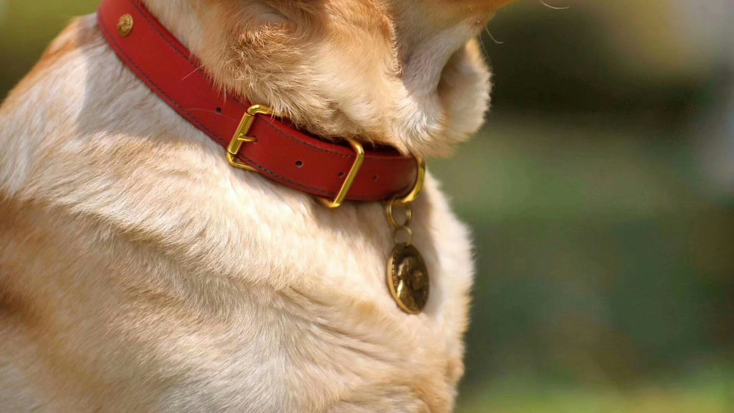 Pet Supplies